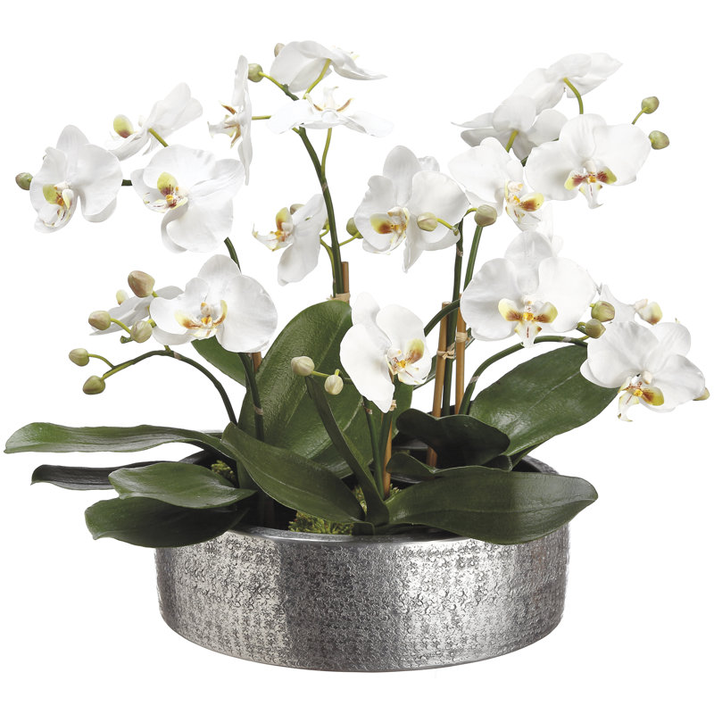 Brayden Studio® Phalaenopsis Orchid Floral Arrangement in Planter